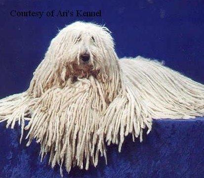 komondor