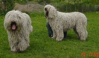 A dog image from https://images.dog.ceo/breeds/komondor/n02105505_4028.jpg