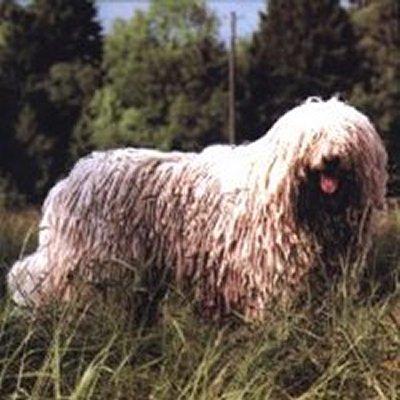 A dog image from https://images.dog.ceo/breeds/komondor/n02105505_4180.jpg