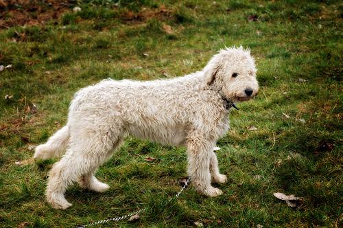 A dog image from https://images.dog.ceo/breeds/komondor/n02105505_4302.jpg