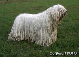 A dog image from https://images.dog.ceo/breeds/komondor/n02105505_4417.jpg