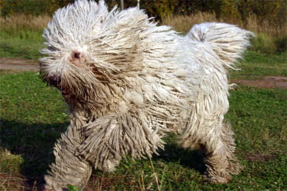 A dog image from https://images.dog.ceo/breeds/komondor/n02105505_4435.jpg