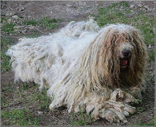 A dog image from https://images.dog.ceo/breeds/komondor/n02105505_769.jpg