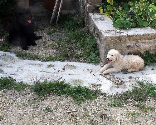 A dog image from https://images.dog.ceo/breeds/komondor/n02105505_955.jpg