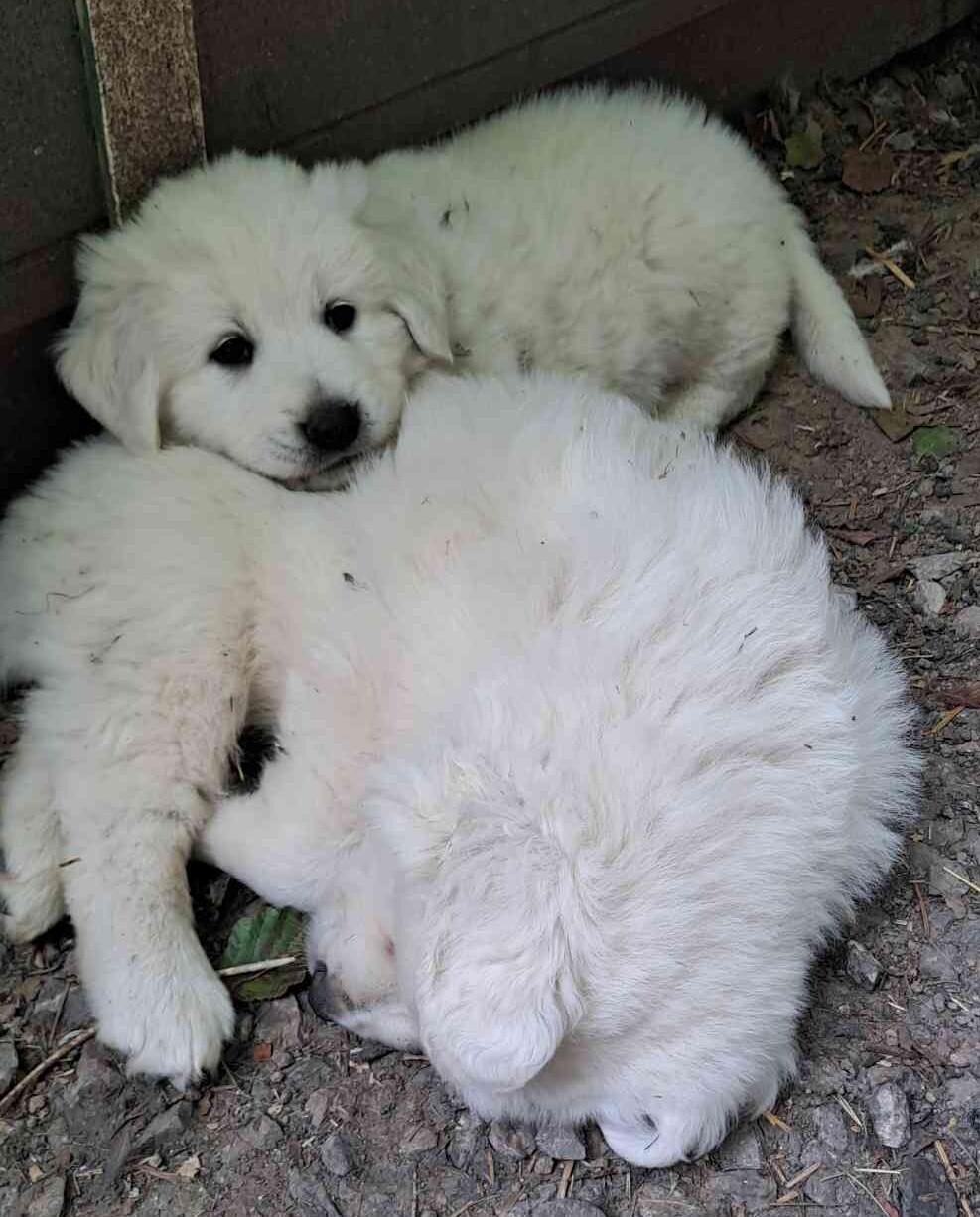 Kuvasz