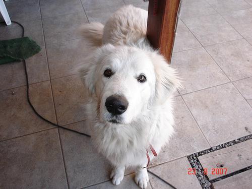 A dog image from https://images.dog.ceo/breeds/kuvasz/n02104029_1206.jpg