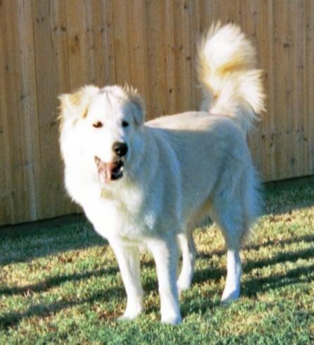 A dog image from https://images.dog.ceo/breeds/kuvasz/n02104029_1324.jpg