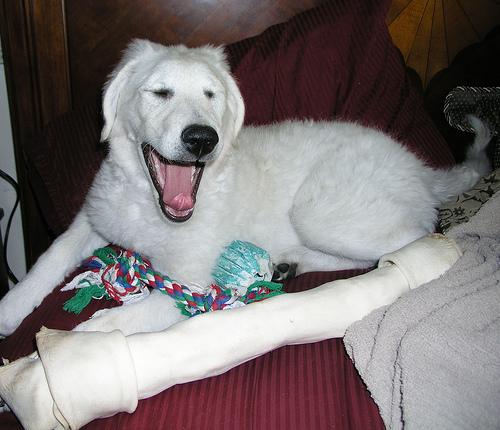 A dog image from https://images.dog.ceo/breeds/kuvasz/n02104029_1369.jpg