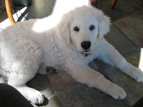 A dog image from https://images.dog.ceo/breeds/kuvasz/n02104029_1396.jpg