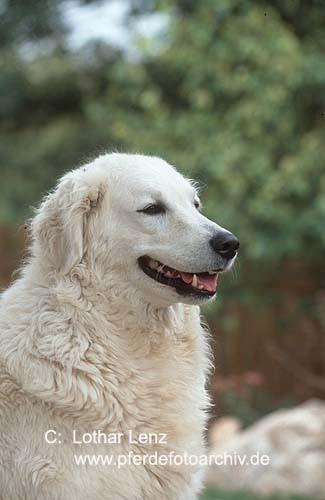 kuvasz