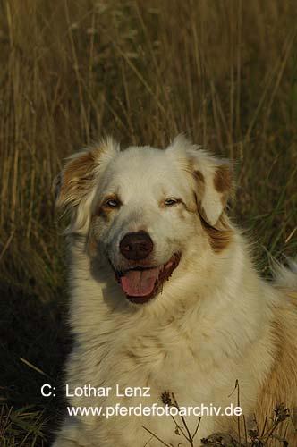 A dog image from https://images.dog.ceo/breeds/kuvasz/n02104029_1492.jpg