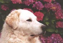 A dog image from https://images.dog.ceo/breeds/kuvasz/n02104029_1713.jpg