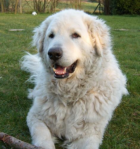 A dog image from https://images.dog.ceo/breeds/kuvasz/n02104029_1781.jpg