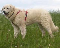 A dog image from https://images.dog.ceo/breeds/kuvasz/n02104029_1988.jpg