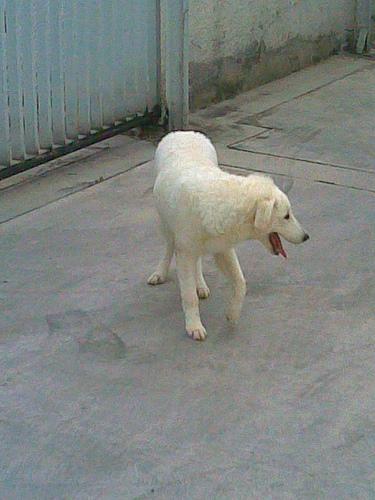 A dog image from https://images.dog.ceo/breeds/kuvasz/n02104029_2071.jpg