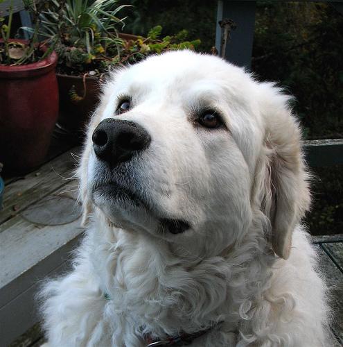 A dog image from https://images.dog.ceo/breeds/kuvasz/n02104029_2467.jpg