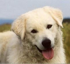 A dog image from https://images.dog.ceo/breeds/kuvasz/n02104029_247.jpg