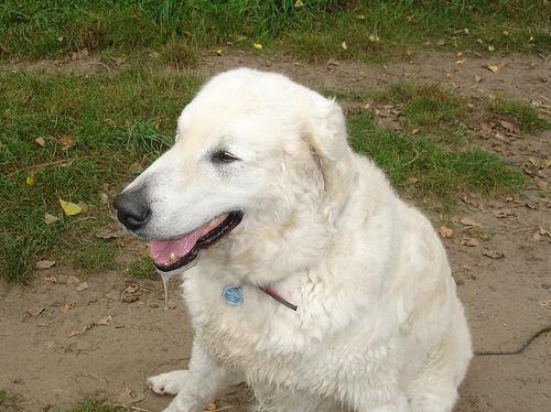 A dog image from https://images.dog.ceo/breeds/kuvasz/n02104029_2582.jpg