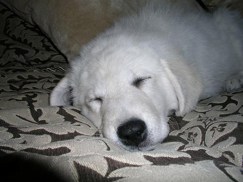 A dog image from https://images.dog.ceo/breeds/kuvasz/n02104029_2769.jpg