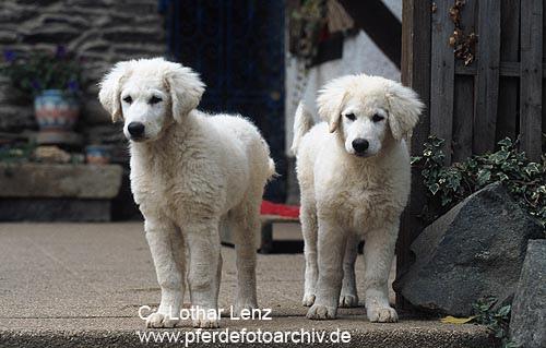 A dog image from https://images.dog.ceo/breeds/kuvasz/n02104029_2992.jpg