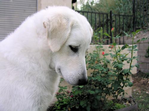 A dog image from https://images.dog.ceo/breeds/kuvasz/n02104029_31.jpg