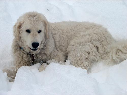 A dog image from https://images.dog.ceo/breeds/kuvasz/n02104029_3217.jpg