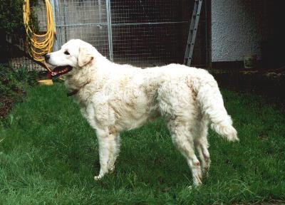 A dog image from https://images.dog.ceo/breeds/kuvasz/n02104029_3397.jpg