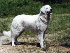 kuvasz