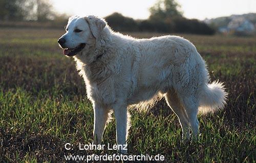 A dog image from https://images.dog.ceo/breeds/kuvasz/n02104029_3578.jpg