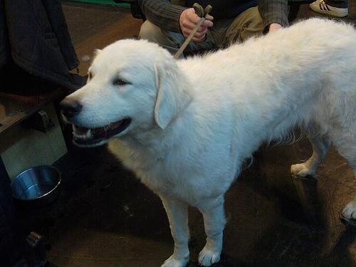 A dog image from https://images.dog.ceo/breeds/kuvasz/n02104029_4131.jpg