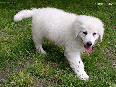 A dog image from https://images.dog.ceo/breeds/kuvasz/n02104029_4473.jpg