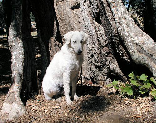 A dog image from https://images.dog.ceo/breeds/kuvasz/n02104029_455.jpg