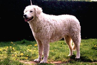 A dog image from https://images.dog.ceo/breeds/kuvasz/n02104029_4667.jpg