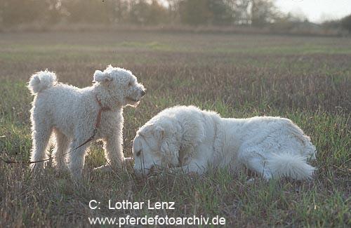 kuvasz