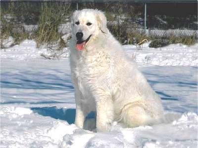 A dog image from https://images.dog.ceo/breeds/kuvasz/n02104029_685.jpg