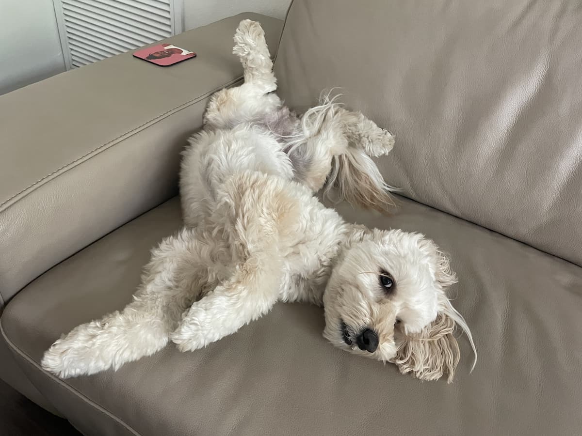 labradoodleの写真 3枚目