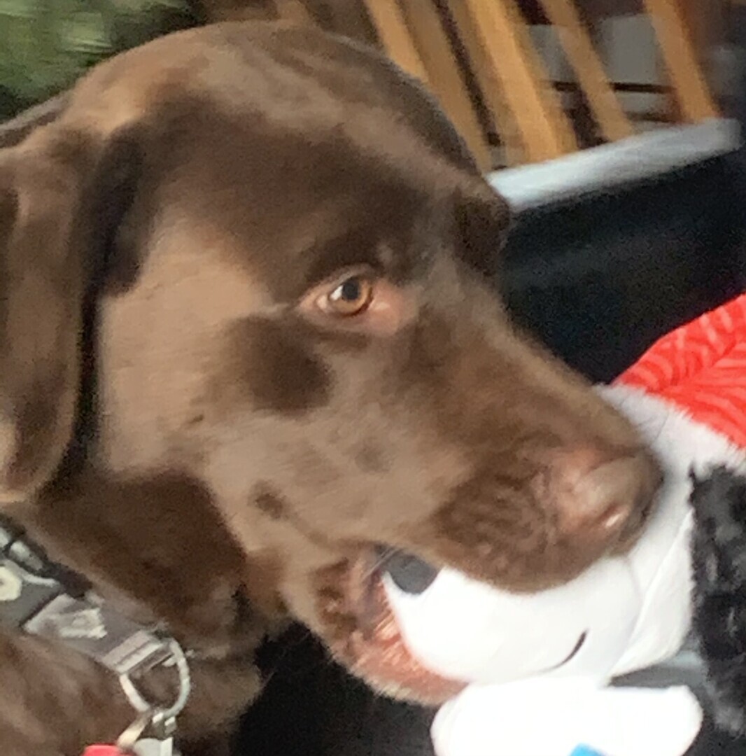 animal