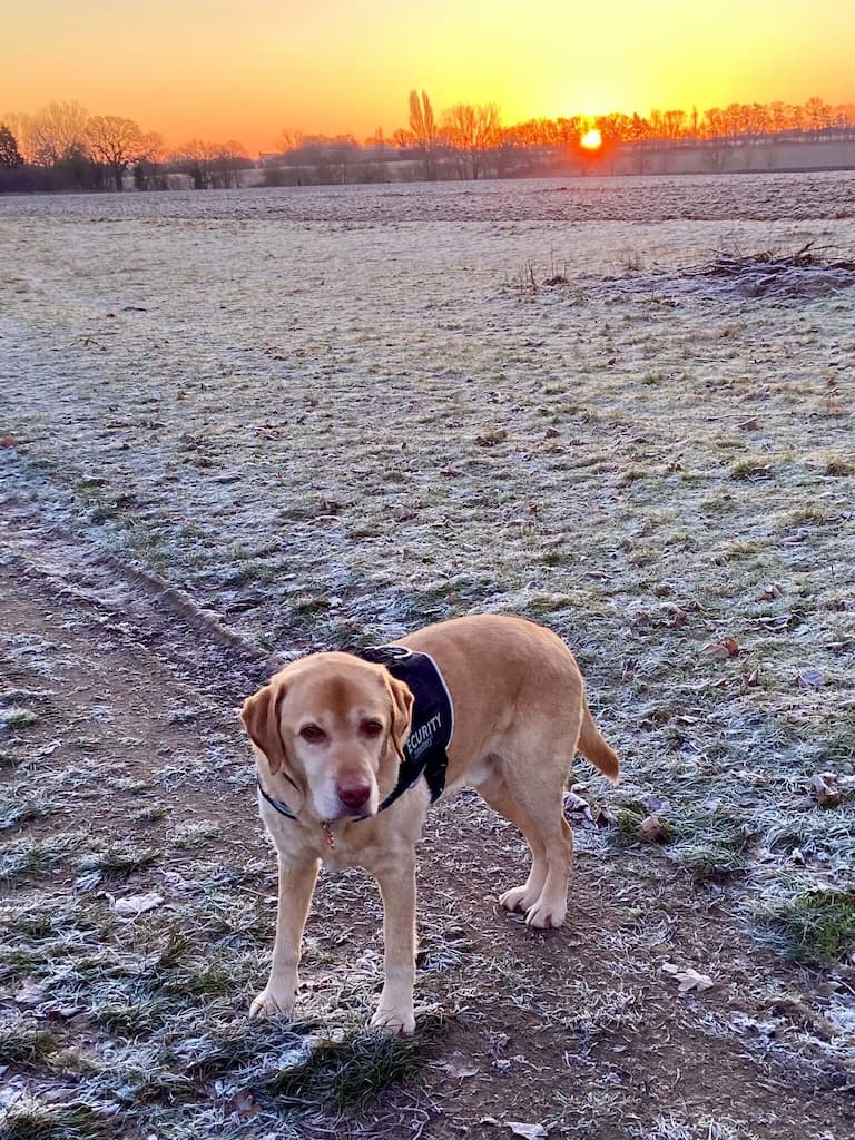 A dog image from https://images.dog.ceo/breeds/labrador/louis2_2_(1).jpg