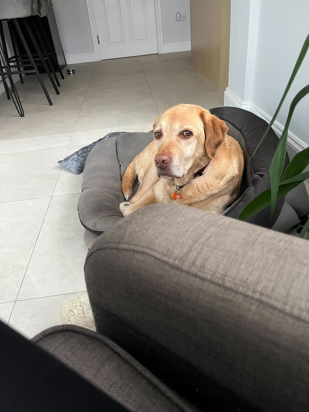 A dog image from https://images.dog.ceo/breeds/labrador/louis3_(1).jpg