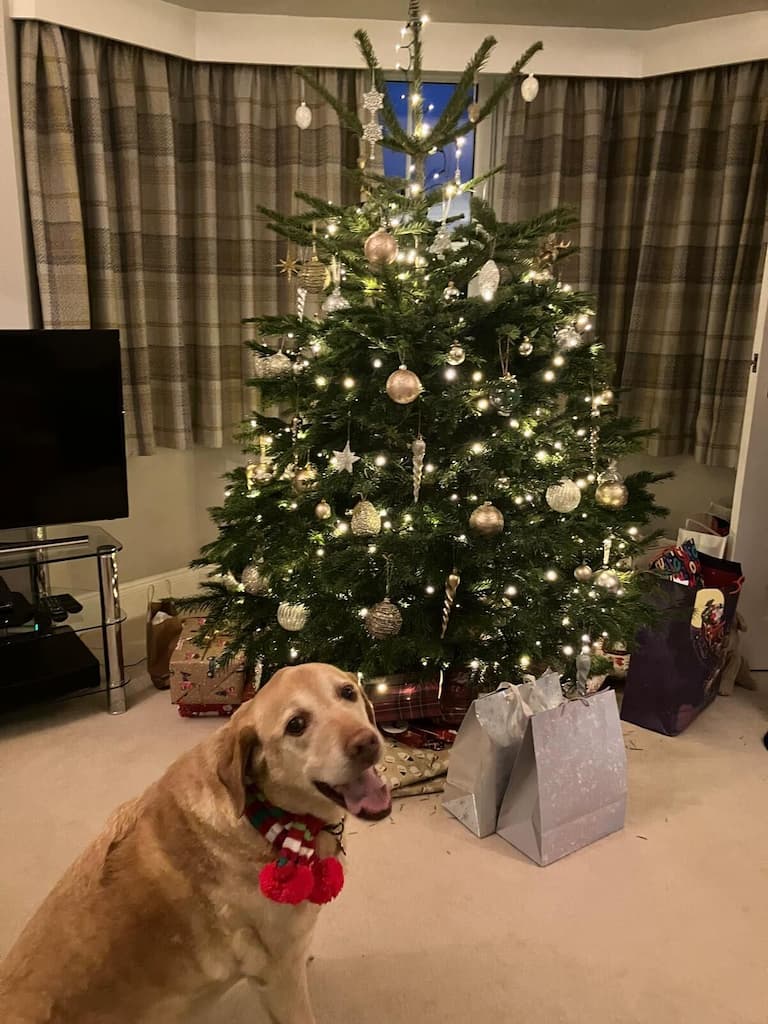 A dog image from https://images.dog.ceo/breeds/labrador/louis4_(1).jpg