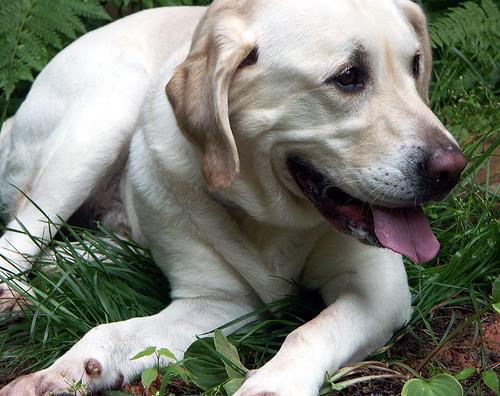 A dog image from https://images.dog.ceo/breeds/labrador/n02099712_1383.jpg