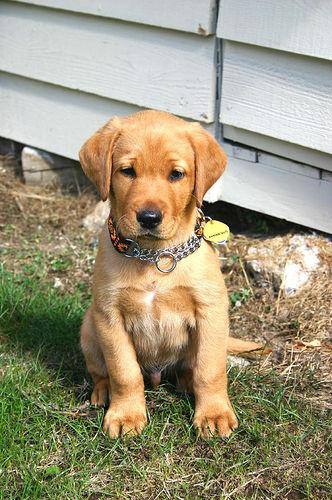 A dog image from https://images.dog.ceo/breeds/labrador/n02099712_1414.jpg