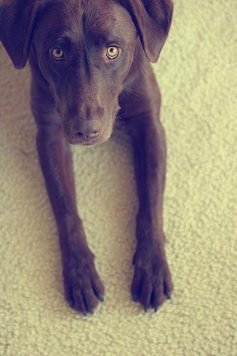 A dog image from https://images.dog.ceo/breeds/labrador/n02099712_1828.jpg