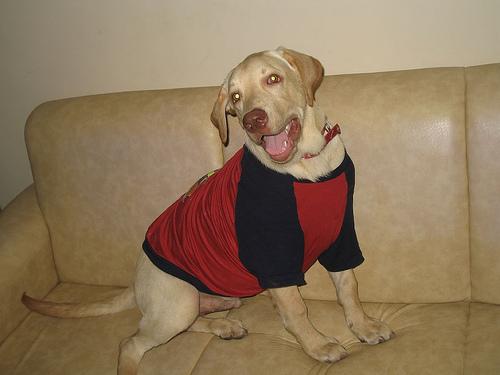 A dog image from https://images.dog.ceo/breeds/labrador/n02099712_1941.jpg