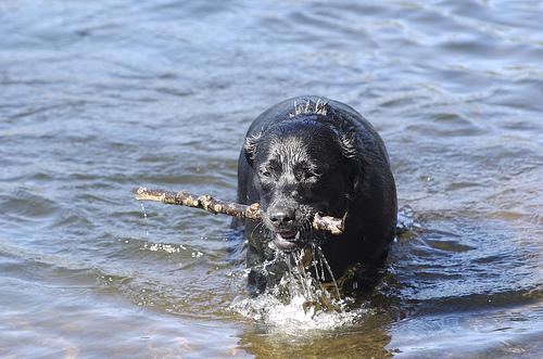 labrador