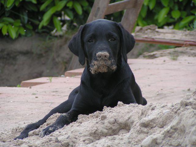 A dog image from https://images.dog.ceo/breeds/labrador/n02099712_2228.jpg