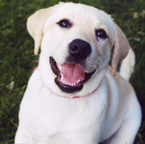 A dog image from https://images.dog.ceo/breeds/labrador/n02099712_3197.jpg