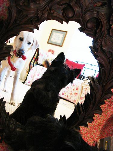 A dog image from https://images.dog.ceo/breeds/labrador/n02099712_328.jpg