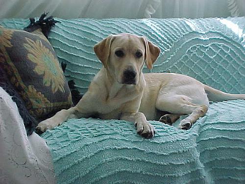 A dog image from https://images.dog.ceo/breeds/labrador/n02099712_3301.jpg