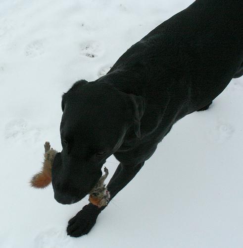 A dog image from https://images.dog.ceo/breeds/labrador/n02099712_3773.jpg